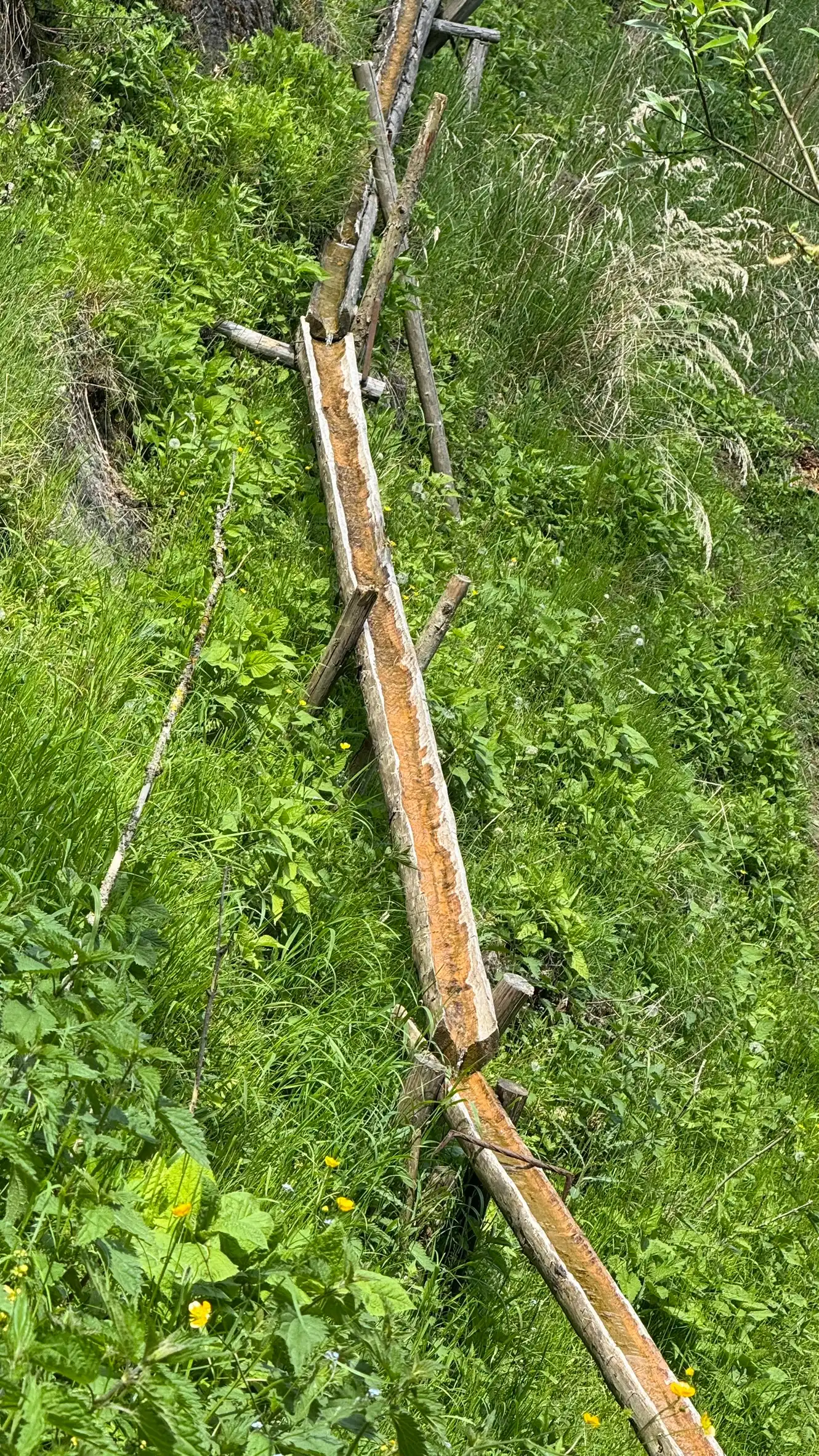 Bird’s-Eye View of Wooden Half Pipes for Distribution of Water