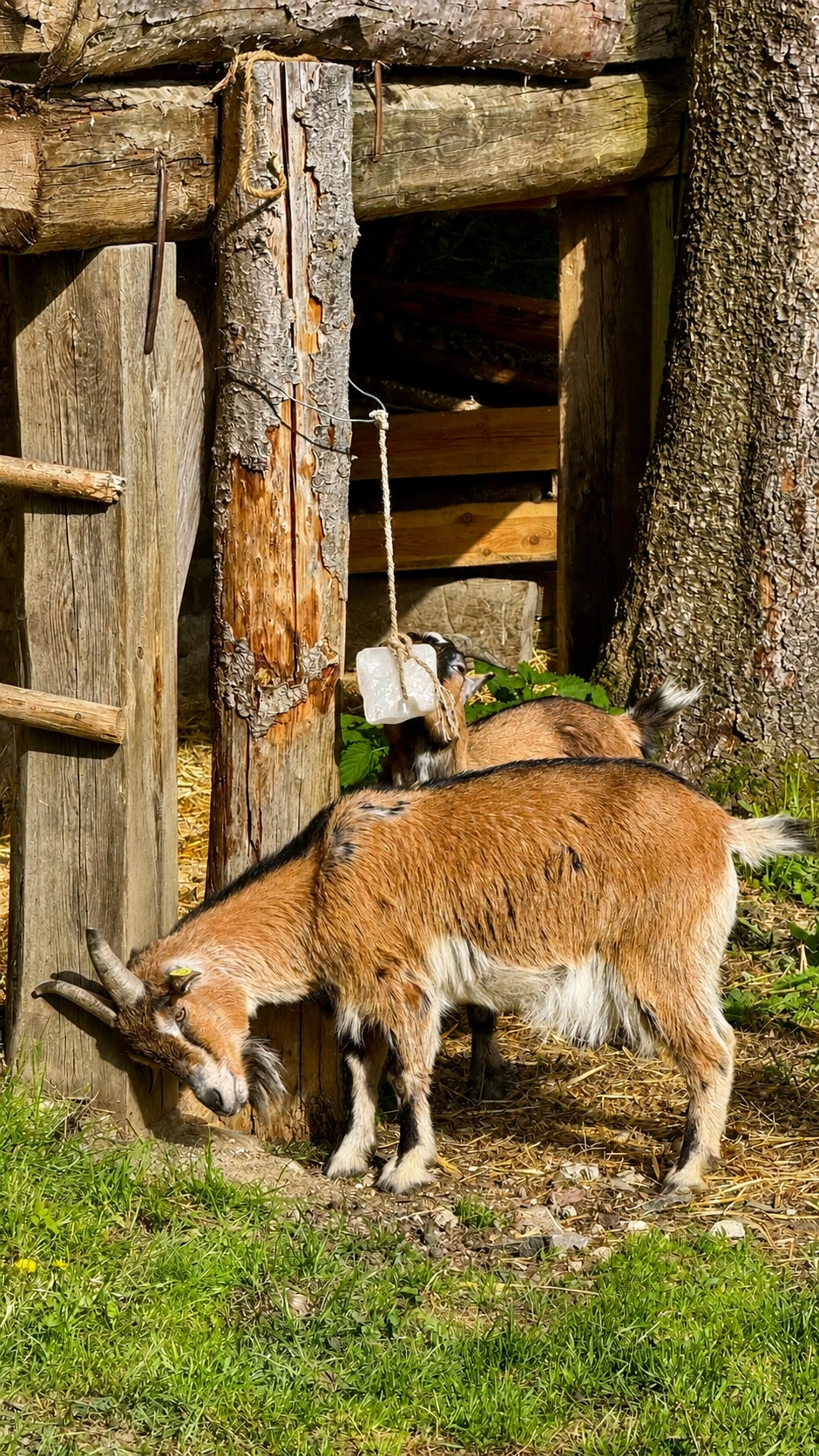Free-roaming goats grazing near the supporting vertical members of the pit-saw-shed.