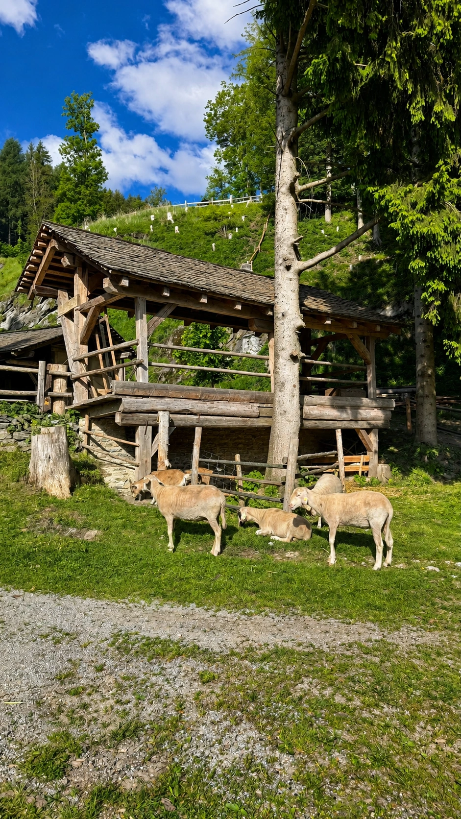 The upper level and the pit are separated by a platform. Free-roaming livestock grazing near the pit-saw shed.