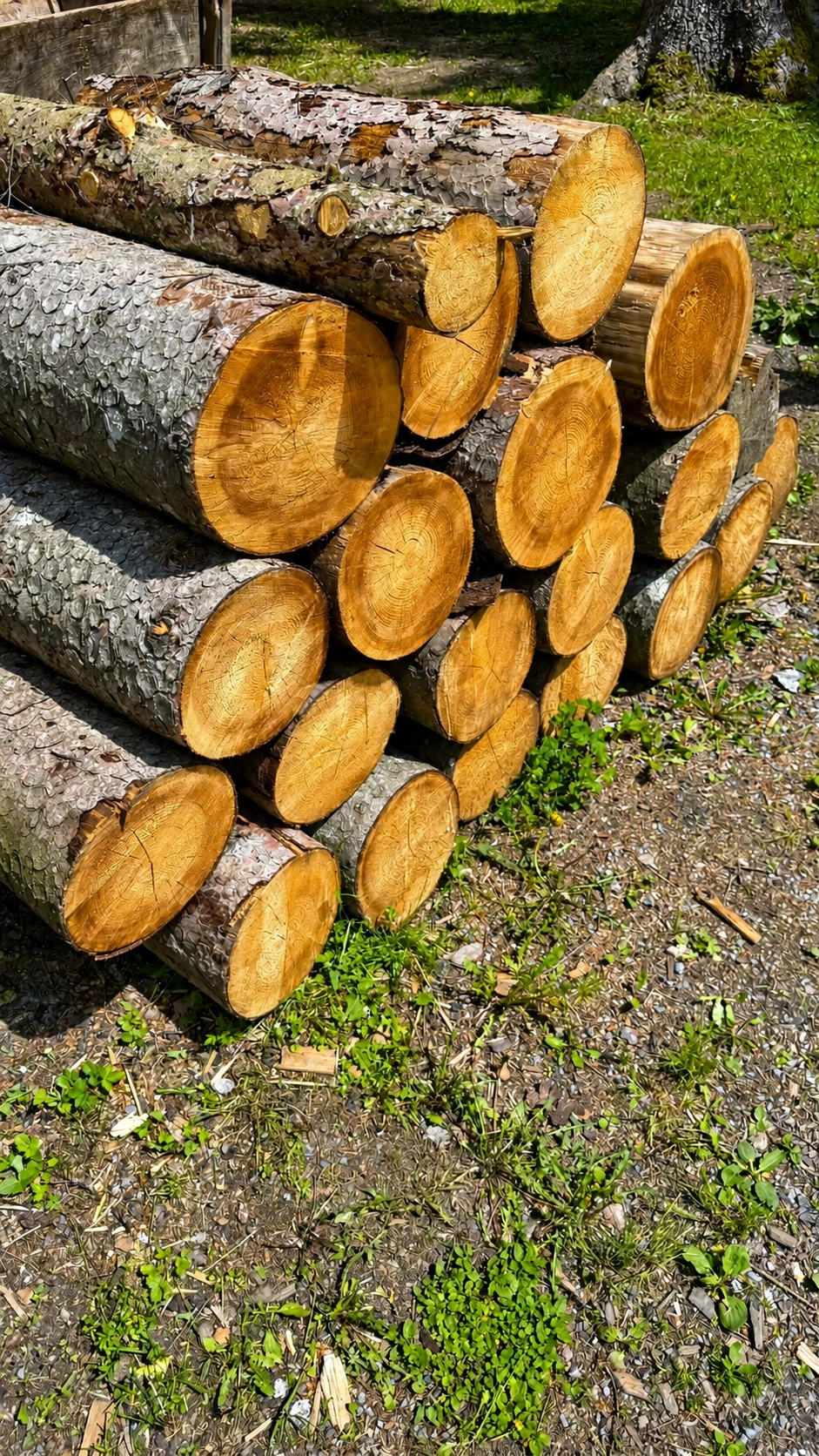 Aufgeschichtete Stämme warten auf die weitere Bearbeitung.