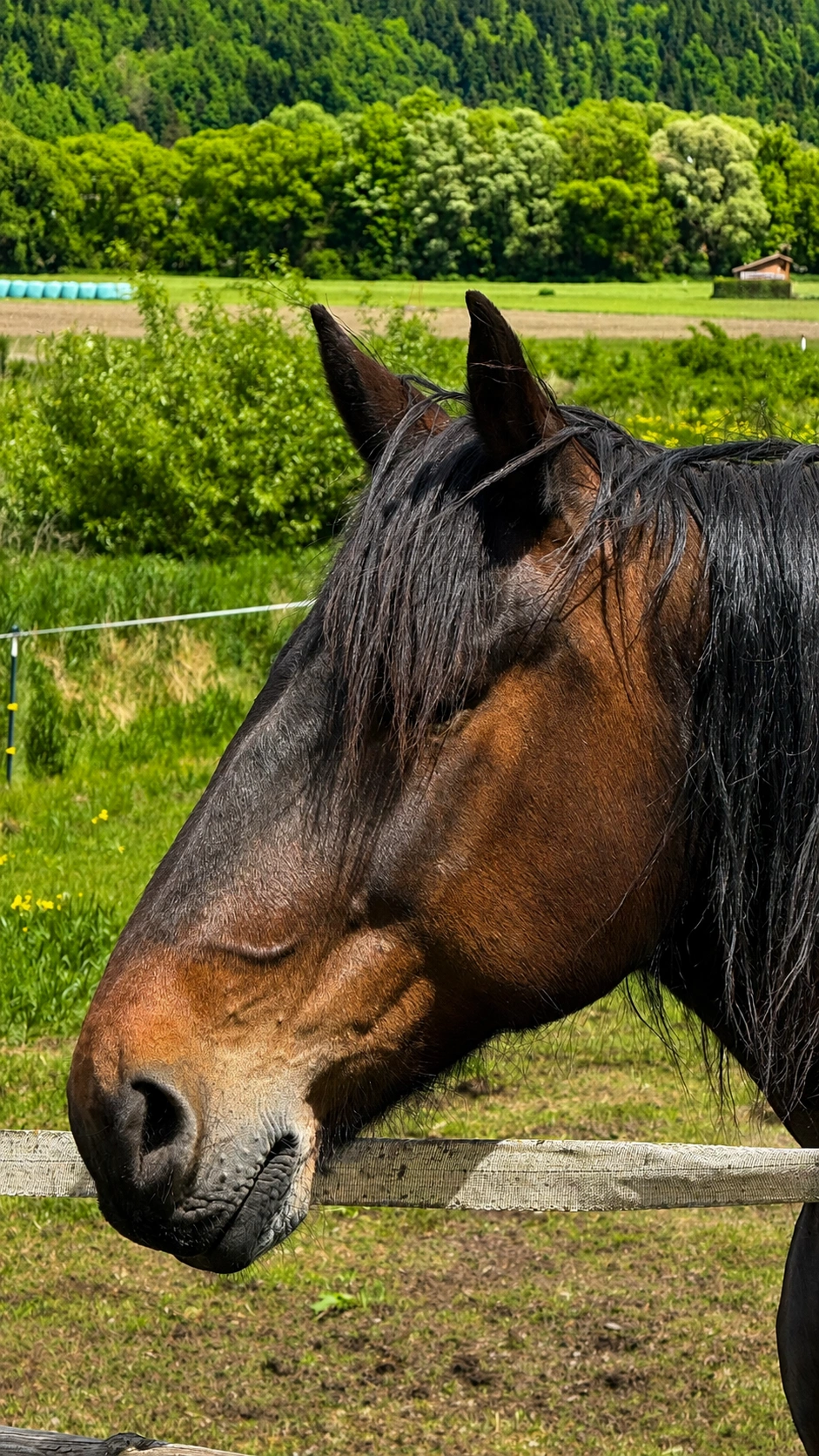 Noriker horse used for pulling carts and transporting heavy loads