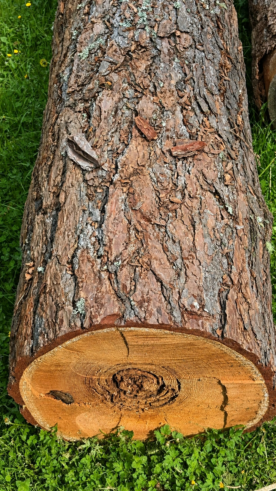 Querschnitt eines Stammes. Gefällte Bäume liefern das Holz für den Bau des Turms.